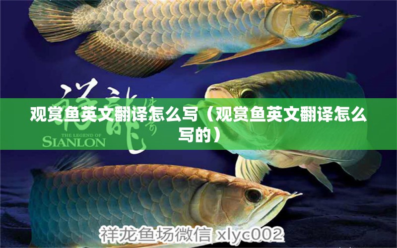 觀賞魚英文翻譯怎么寫（觀賞魚英文翻譯怎么寫的） 祥龍水族醫(yī)院