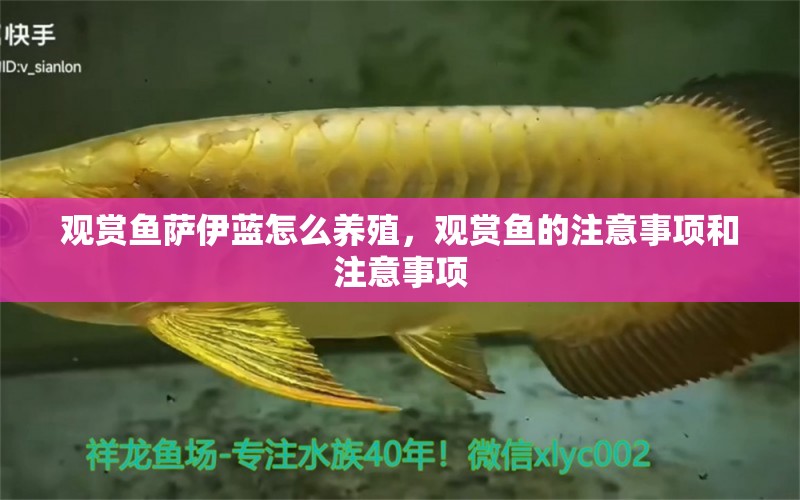 觀賞魚(yú)薩伊藍(lán)怎么養(yǎng)殖，觀賞魚(yú)的注意事項(xiàng)和注意事項(xiàng) 薩伊藍(lán)魚(yú)