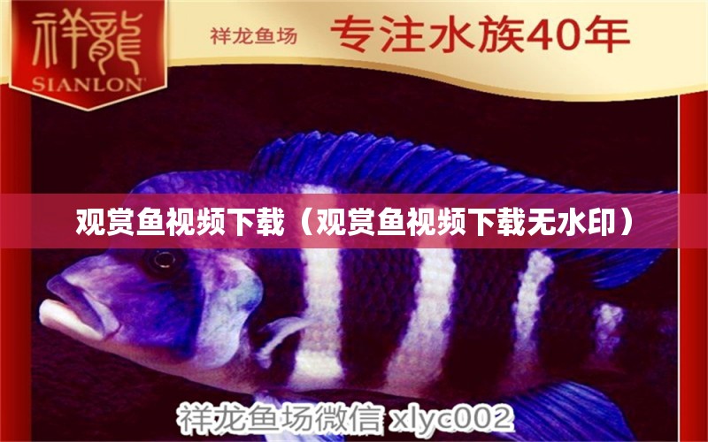 觀賞魚視頻下載（觀賞魚視頻下載無水?。? title=