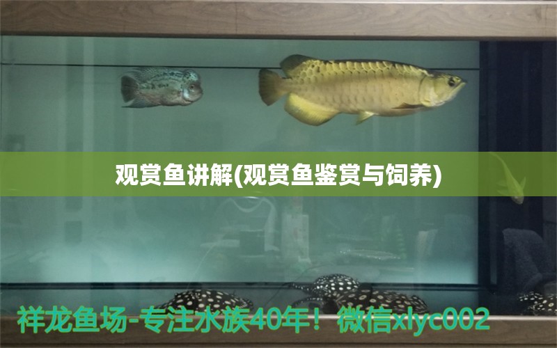 觀賞魚講解(觀賞魚鑒賞與飼養(yǎng)) 銀龍魚苗