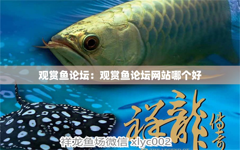 觀賞魚論壇：觀賞魚論壇網(wǎng)站哪個好 白條過背金龍魚