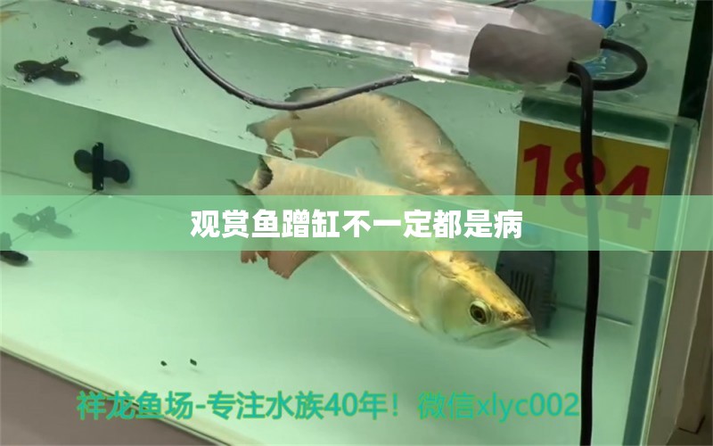 觀賞魚(yú)蹭缸不一定都是病 刀魚(yú)魚(yú) 第2張