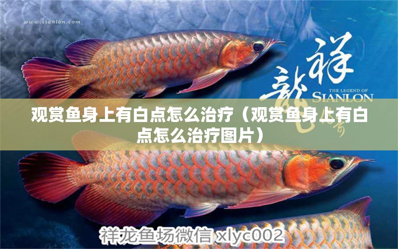 觀賞魚身上有白點怎么治療（觀賞魚身上有白點怎么治療圖片）