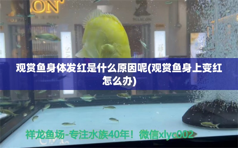 觀賞魚身體發(fā)紅是什么原因呢(觀賞魚身上變紅怎么辦) 黃金貓魚