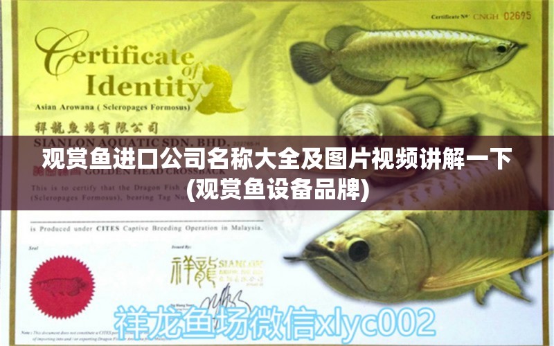 觀賞魚進(jìn)口公司名稱大全及圖片視頻講解一下(觀賞魚設(shè)備品牌) 觀賞魚進(jìn)出口 第1張