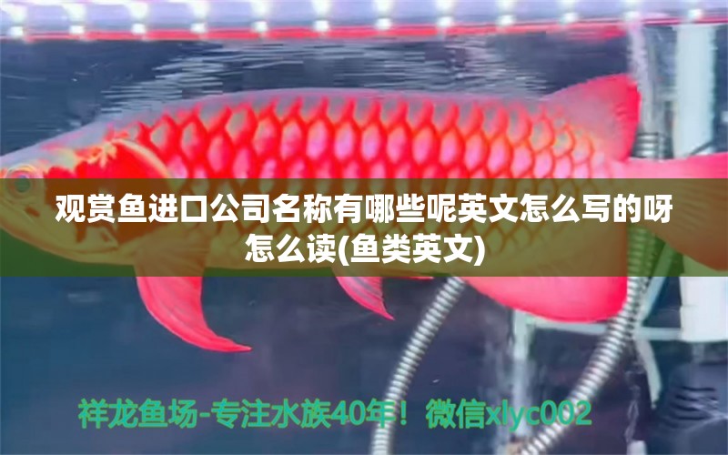 觀賞魚進(jìn)口公司名稱有哪些呢英文怎么寫的呀怎么讀(魚類英文) 觀賞魚進(jìn)出口 第1張