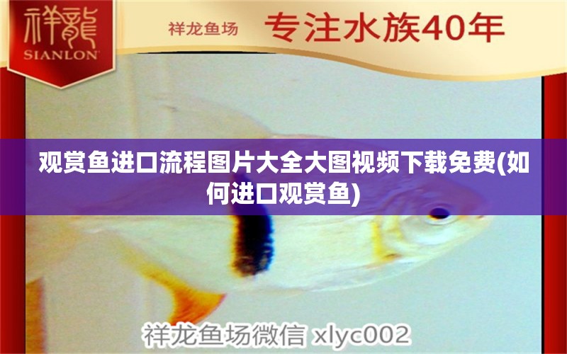 觀賞魚進(jìn)口流程圖片大全大圖視頻下載免費(fèi)(如何進(jìn)口觀賞魚) 觀賞魚進(jìn)出口 第1張