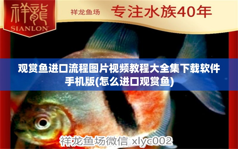 觀賞魚進(jìn)口流程圖片視頻教程大全集下載軟件手機(jī)版(怎么進(jìn)口觀賞魚) 觀賞魚進(jìn)出口 第1張