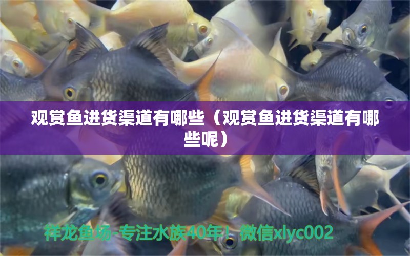 觀賞魚進貨渠道有哪些（觀賞魚進貨渠道有哪些呢） 三色錦鯉魚