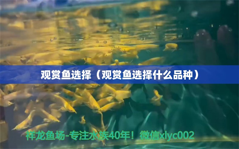 觀賞魚選擇（觀賞魚選擇什么品種） 祥龍水族醫(yī)院