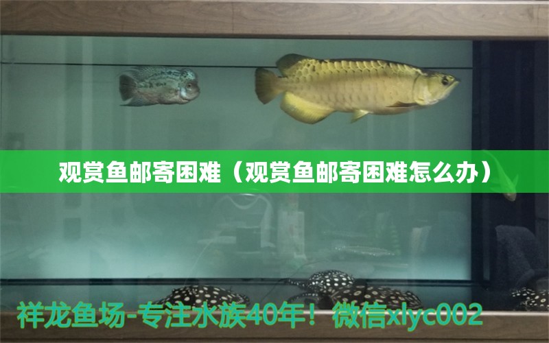 觀賞魚(yú)郵寄困難（觀賞魚(yú)郵寄困難怎么辦） 網(wǎng)上購(gòu)買觀賞魚(yú)