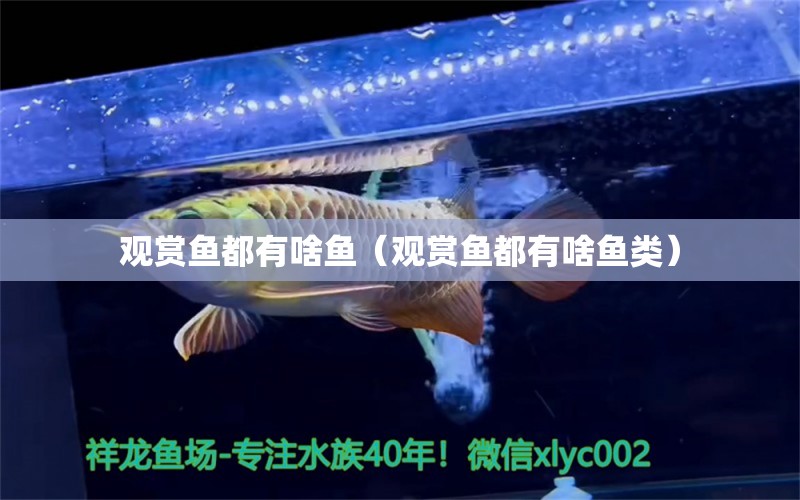 觀賞魚都有啥魚（觀賞魚都有啥魚類） 帝王血鉆