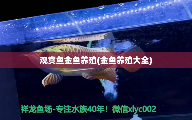 觀賞魚金魚養(yǎng)殖(金魚養(yǎng)殖大全) 大嘴鯨魚