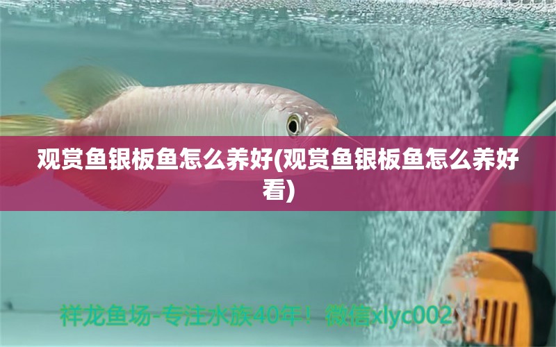 觀賞魚銀板魚怎么養(yǎng)好(觀賞魚銀板魚怎么養(yǎng)好看) 其它水族用具設(shè)備