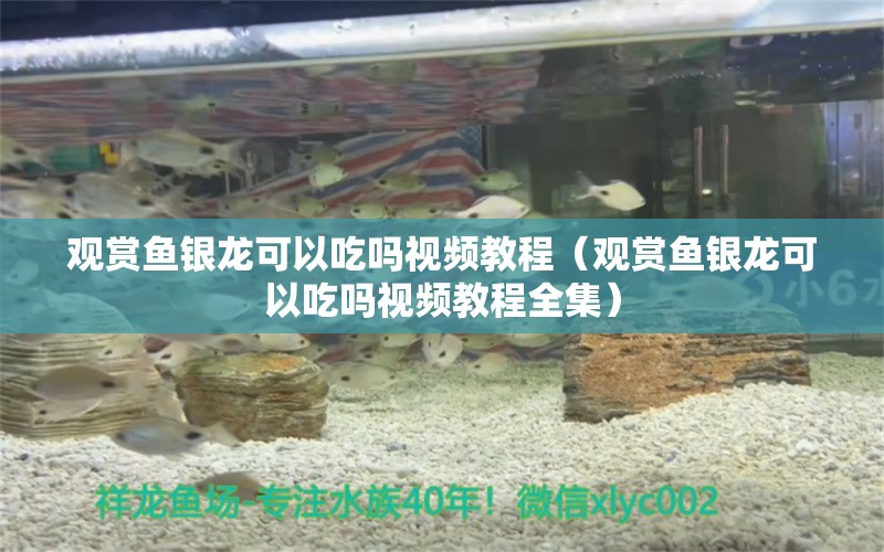 觀賞魚銀龍可以吃嗎視頻教程（觀賞魚銀龍可以吃嗎視頻教程全集）