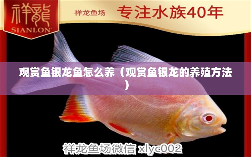 觀賞魚銀龍魚怎么養(yǎng)（觀賞魚銀龍的養(yǎng)殖方法）