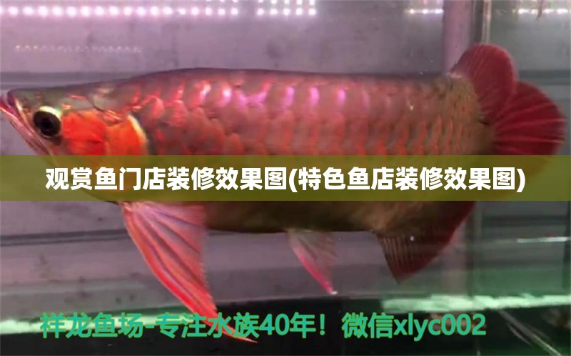 觀賞魚門店裝修效果圖(特色魚店裝修效果圖) 魚缸水質(zhì)穩(wěn)定劑