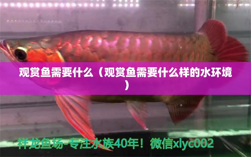 觀賞魚需要什么（觀賞魚需要什么樣的水環(huán)境） 白子關(guān)刀魚