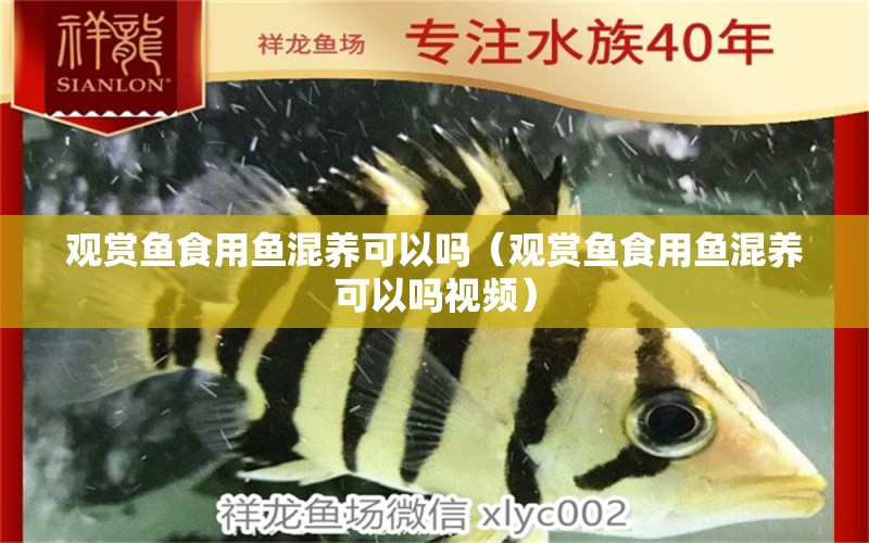 觀賞魚食用魚混養(yǎng)可以嗎（觀賞魚食用魚混養(yǎng)可以嗎視頻） 白子紅龍魚