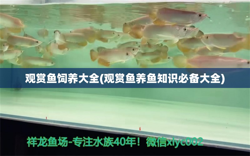 觀賞魚飼養(yǎng)大全(觀賞魚養(yǎng)魚知識必備大全) 白子球鯊魚