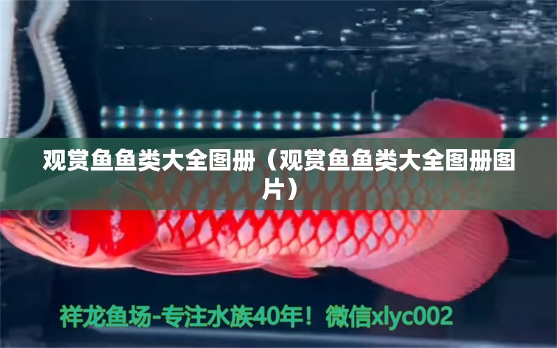 觀賞魚魚類大全圖冊（觀賞魚魚類大全圖冊圖片） 祥龍水族醫(yī)院