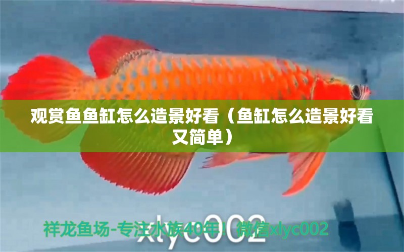 觀賞魚魚缸怎么造景好看（魚缸怎么造景好看又簡單）