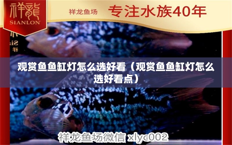 觀賞魚魚缸燈怎么選好看（觀賞魚魚缸燈怎么選好看點）