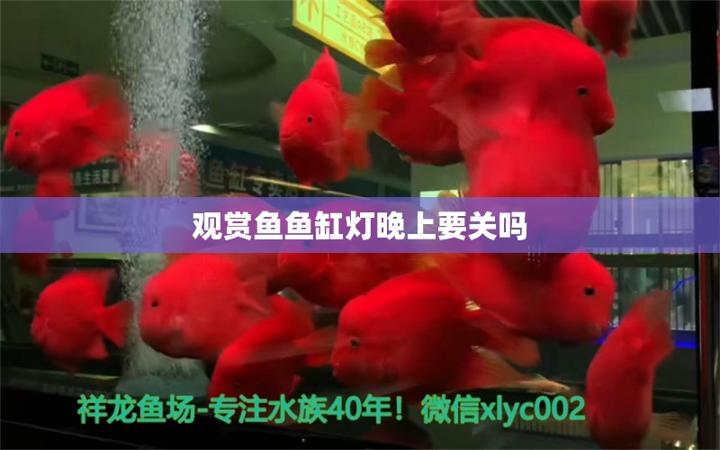 觀賞魚魚缸燈晚上要關(guān)嗎