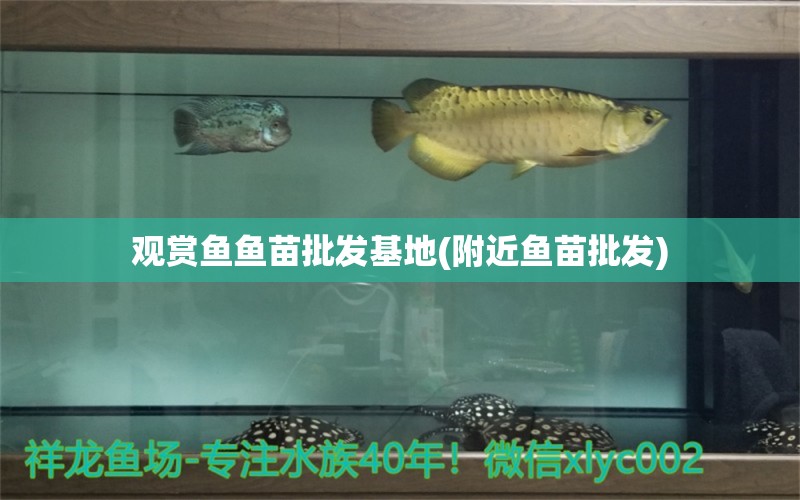 觀賞魚(yú)魚(yú)苗批發(fā)基地(附近魚(yú)苗批發(fā)) 觀賞魚(yú)魚(yú)苗