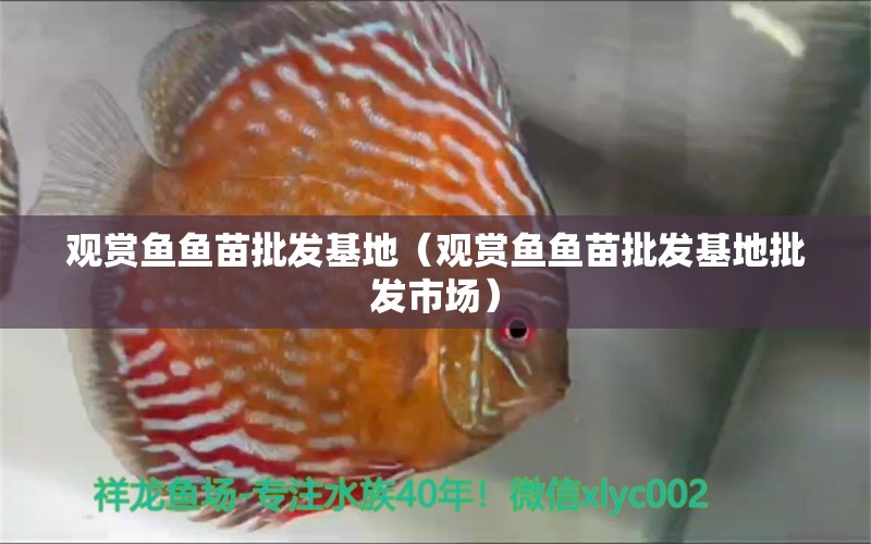 觀賞魚魚苗批發(fā)基地（觀賞魚魚苗批發(fā)基地批發(fā)市場） 觀賞魚魚苗 第1張