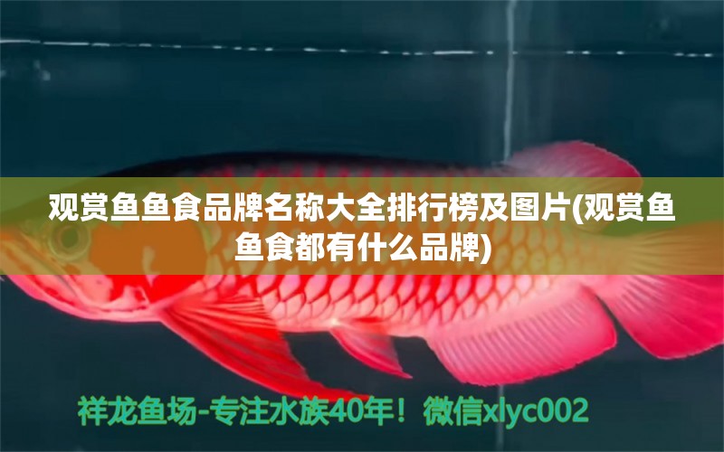 觀賞魚魚食品牌名稱大全排行榜及圖片(觀賞魚魚食都有什么品牌) 祥龍藍珀金龍魚