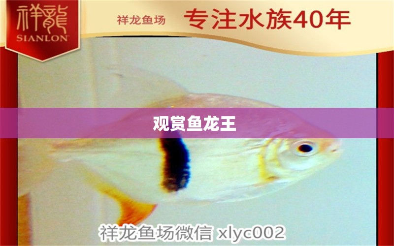 觀賞魚龍王  祥龍龍魚專用水族燈