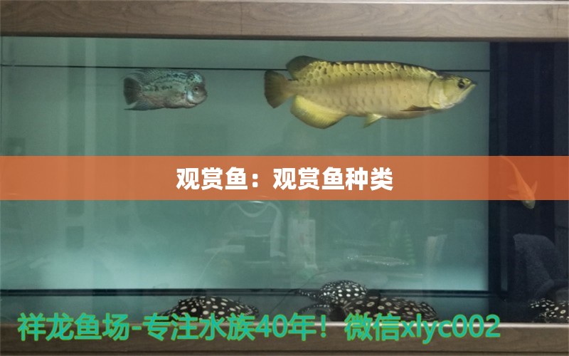 觀賞魚：觀賞魚種類