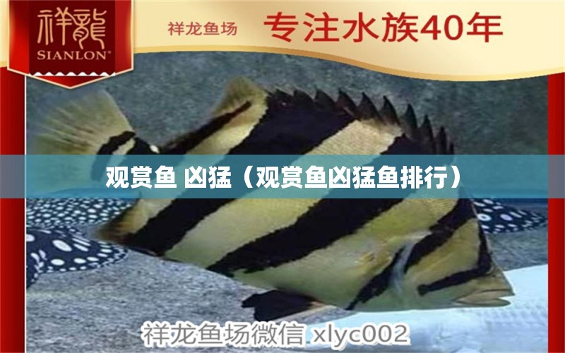 觀賞魚 兇猛（觀賞魚兇猛魚排行）