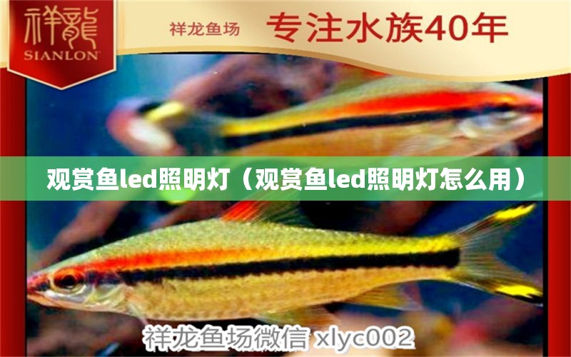 觀賞魚led照明燈（觀賞魚led照明燈怎么用） 量子養(yǎng)魚技術(shù)