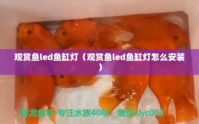 觀賞魚led魚缸燈（觀賞魚led魚缸燈怎么安裝）