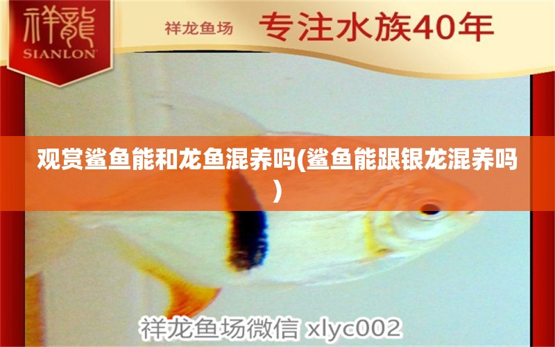 觀賞鯊魚能和龍魚混養(yǎng)嗎(鯊魚能跟銀龍混養(yǎng)嗎)