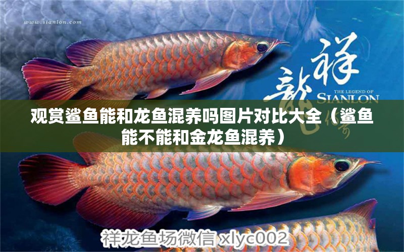 觀賞鯊魚能和龍魚混養(yǎng)嗎圖片對比大全（鯊魚能不能和金龍魚混養(yǎng)） 廣州觀賞魚批發(fā)市場