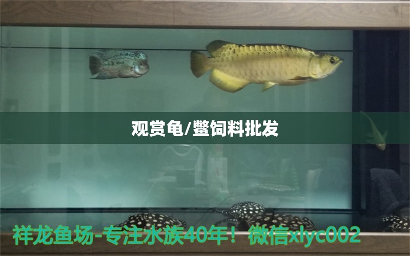 觀賞龜/鱉飼料批發(fā) 烏龜