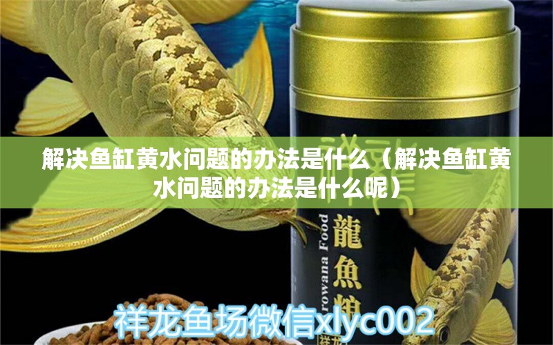 解決魚缸黃水問題的辦法是什么（解決魚缸黃水問題的辦法是什么呢） 祥龍水族醫(yī)院