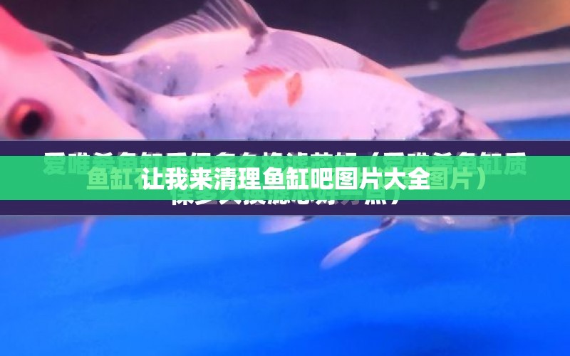 讓我來(lái)清理魚缸吧圖片大全 水族問(wèn)答 第1張