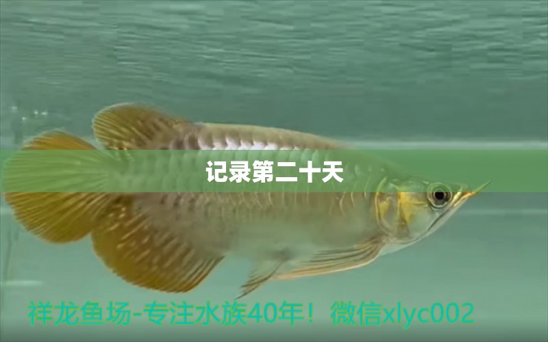 記錄第二十天 超血紅龍魚