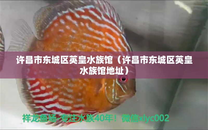 許昌市東城區(qū)英皇水族館（許昌市東城區(qū)英皇水族館地址）