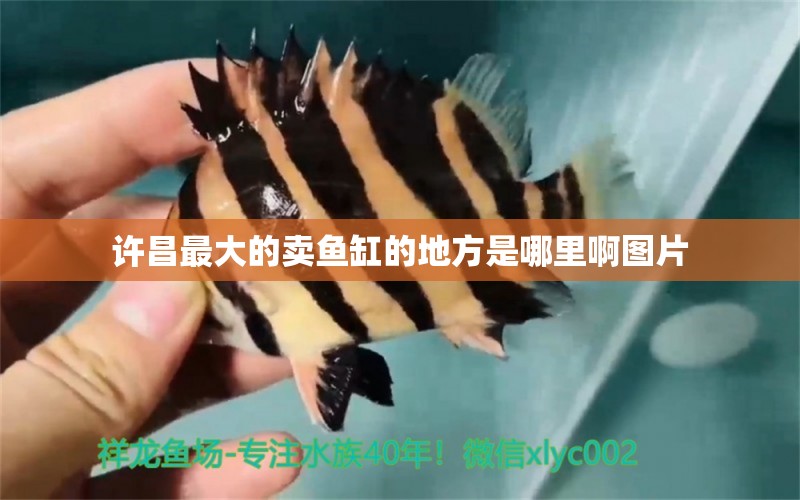 許昌最大的賣魚缸的地方是哪里啊圖片 水族問答 第2張