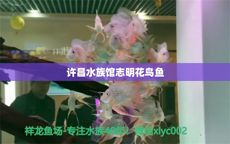 許昌水族館志明花鳥魚 黑桃A魚