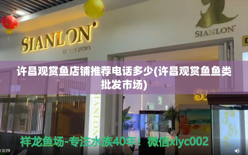 許昌觀賞魚店鋪推薦電話多少(許昌觀賞魚魚類批發(fā)市場(chǎng)) 白子黃化銀龍魚