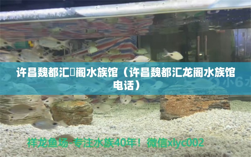 許昌魏都匯龍閣水族館（許昌魏都匯龍閣水族館電話） 全國水族館企業(yè)名錄