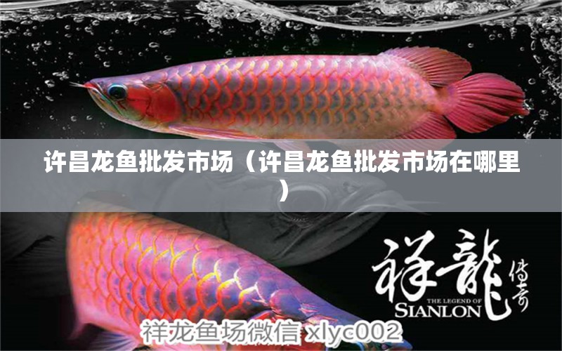 許昌龍魚(yú)批發(fā)市場(chǎng)（許昌龍魚(yú)批發(fā)市場(chǎng)在哪里）