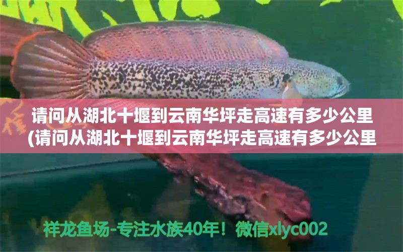 請問從湖北十堰到云南華坪走高速有多少公里(請問從湖北十堰到云南華坪走高速有多少公里路) 撒旦鴨嘴魚