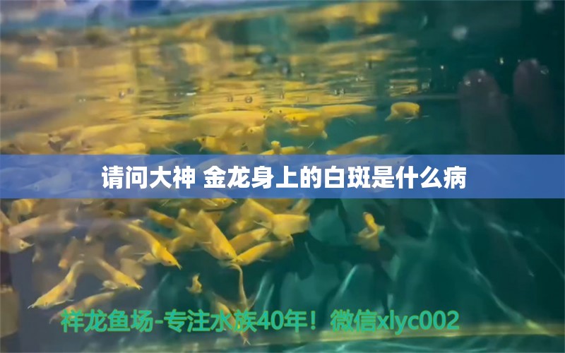 請(qǐng)問大神 金龍身上的白斑是什么病 龍魚疾病與治療